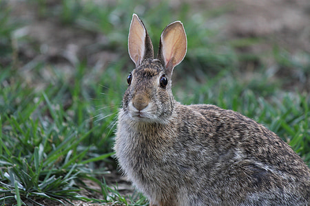 brown rabbit on grass thumbnail