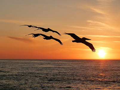 silhouette photography of five flying pelicans above sea thumbnail
