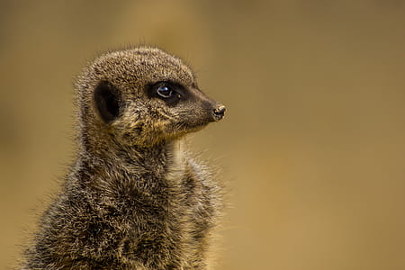 selective focus photography of meerkat thumbnail