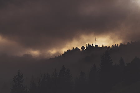 silhouette photography of pine trees thumbnail