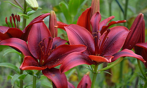 close-up photo of red petaled flowers thumbnail