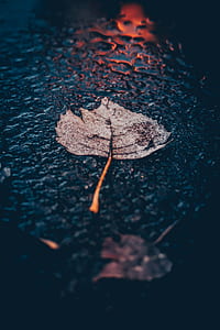 photography of dried maple leaf thumbnail