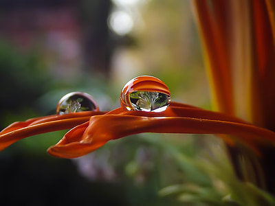 orange petal flower with water droplet in shallow focus photography thumbnail