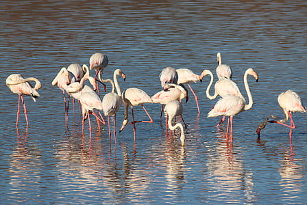 flamingos on body of water thumbnail