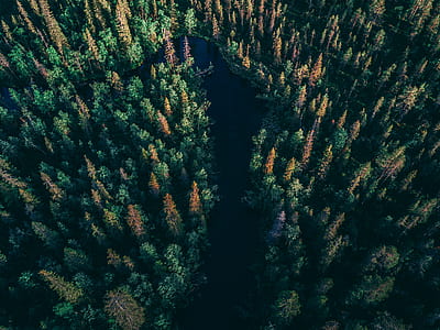 high-angle photography of pine trees thumbnail