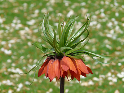 Imperial Crown, Fritillaria Imperialis thumbnail