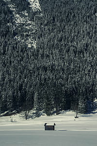 grayscale photography of forest covered with snow thumbnail