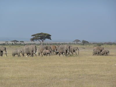 herd of African elephants under blue skies thumbnail