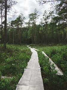 photo of pathway near trees thumbnail