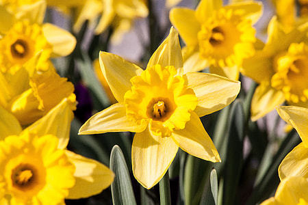 Narcissus Pseudonarcissus, Daffodil thumbnail