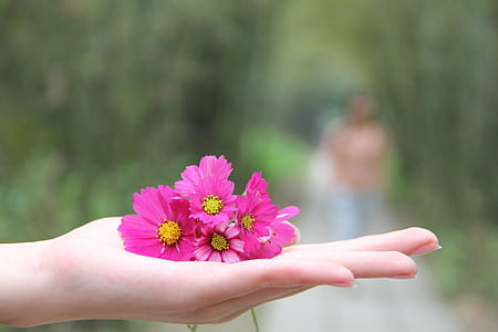 pink petaled flowers on person palm thumbnail