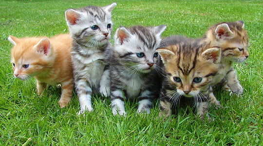 five kittens thumbnail