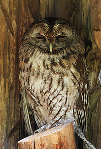 brown owl standing on post thumbnail