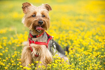 brown and black yorkshire terrier thumbnail