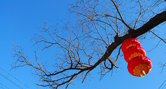 red lantern hanging on bare tree thumbnail