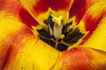 yellow and red flower thumbnail