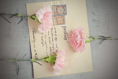 three pink petaled flowers on beige printer paper thumbnail