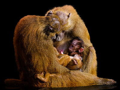 monkey family selective focus photography thumbnail