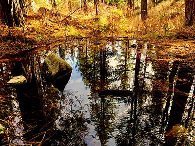 Body of Water in Forest thumbnail