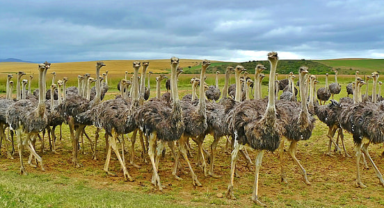 Flock of Ostriches in the landscape thumbnail