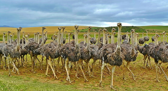 flock of ostrich thumbnail