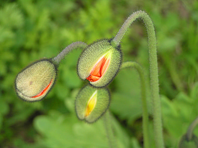 green plant wallpaper thumbnail