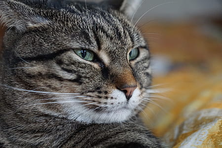 shallow focus photography of gray cat thumbnail