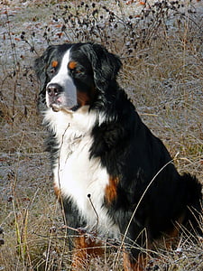 closeup photography of Bernese mountain dog thumbnail