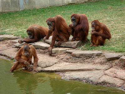 five monkeys near body of water thumbnail