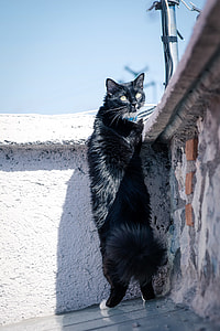 black cat thumbnail