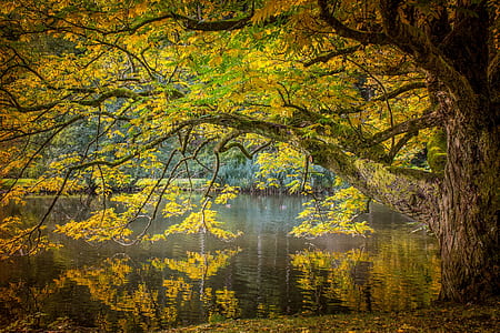 brown tree above body of water during daytime thumbnail