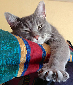 silver cat on red, yellow, and green textile thumbnail
