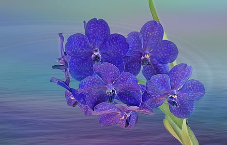 purple flowers close-up photo thumbnail