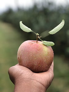 person holding red apple thumbnail