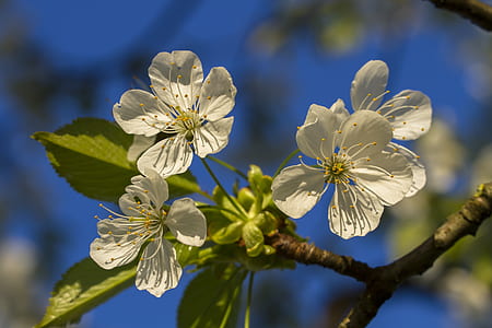 selective focus photo of white petaled flowers thumbnail