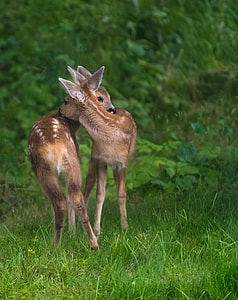 two deer on green grass field thumbnail
