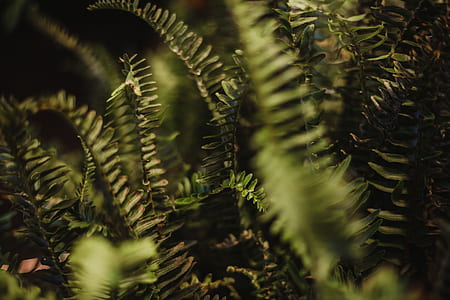 macro photography of Boston fern thumbnail