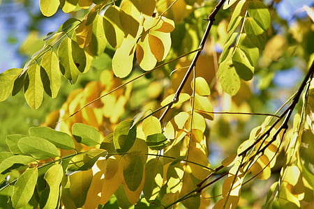 selective focus photography of green leafed plant thumbnail