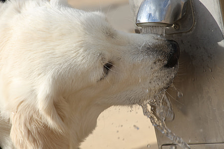 dog drinking water on faucet thumbnail