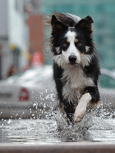 adult white and black border collie running on body of water thumbnail