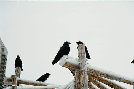 black crows on wooden pole thumbnail