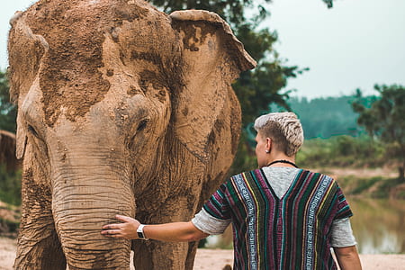 man touching elephant thumbnail
