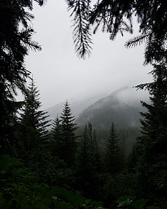 foggy hill landscape photograph thumbnail