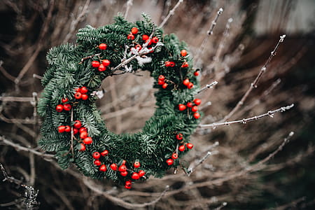 A Very Merry Fresh Holly Wreath for Christmas thumbnail