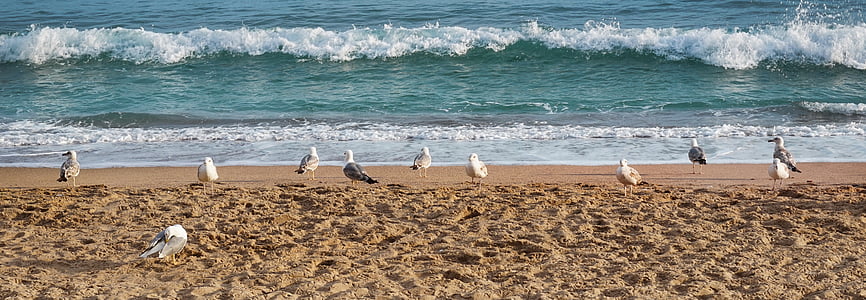 flock of bird on seashore thumbnail