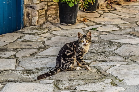 gray tabby cat thumbnail