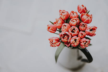 red petaled flowers in white vase thumbnail