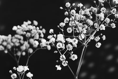 flowers greyscale photography thumbnail