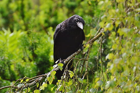 shallow focus photography of black bird thumbnail