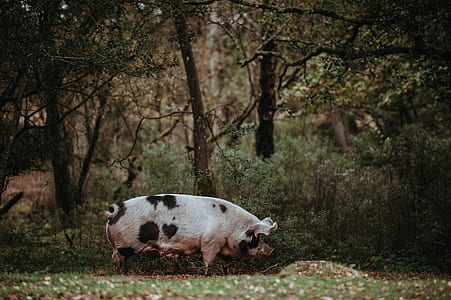white and black pig near plants thumbnail